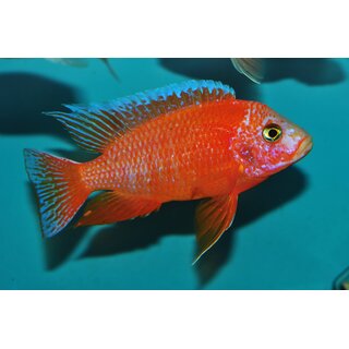 Aulonocara fire fish Ice Blue 4 - 5 cm