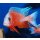 Aulonocara fire fish Ice Blue 5 - 6 cm