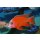 Aulonocara fire fish Ice Blue 5 - 6 cm