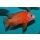 Aulonocara fire fish Ice Blue 5 - 6 cm