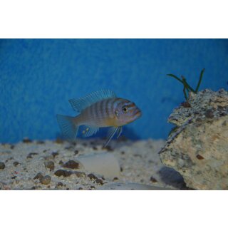 Metriaclima fainzilberi Kirondo  OB 3 - 4 cm