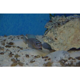 Metriaclima fainzilberi Kirondo  OB 3 - 4 cm