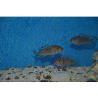 Metriaclima fainzilberi Kirondo  OB 3 - 4 cm