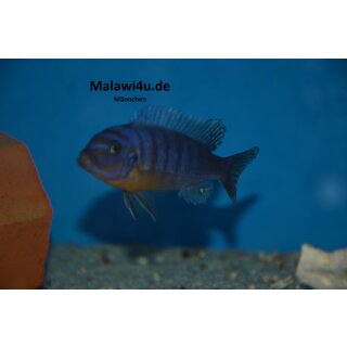 Metriaclima fainzilberi Kirondo  OB 3 - 4 cm