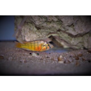 Haplochromis Rock Kribensis  3,5-4 cm