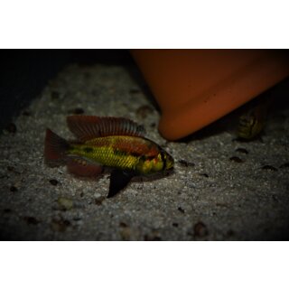 Haplochromis sp. yellow belly 3 - 4 cm