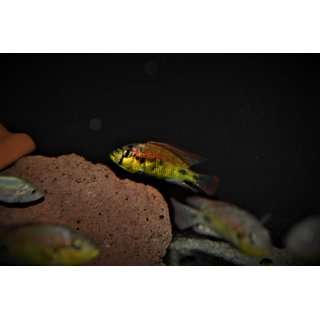 Haplochromis sp. yellow belly 3 - 4 cm