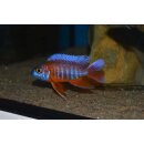 Aulonocara spec. Eureka/ rot 4 cm