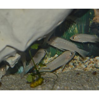 Labidochromis caeruleus sp. white Nkhomo 4 - 5 cm