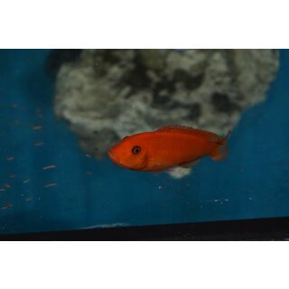 Metriaclima maylandia estherae rot/rot WFNZ  7 - 9 cm