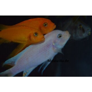 Metriaclima maylandia estherae rot/rot WFNZ  7 - 9 cm