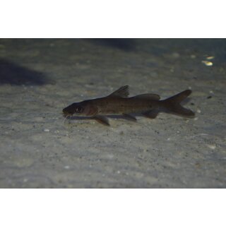 Bagrus meridionales  15 cm WF