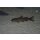 Bagrus meridionales  15 cm WF