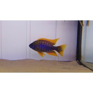 Aulonocara lwanda Hai Reef yellow fin 4 - 5 cm