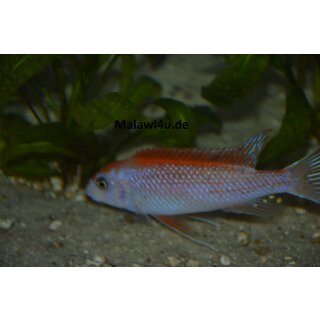 Labeotropheus trewavasae thumbi west O Mnnchen 4 - 5 cm