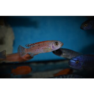 Labeotropheus trewavasae thumbi west O Mnnchen 4 - 5 cm