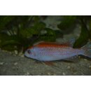 Labeotropheus trewavasae thumbi west O Mnnchen 5 - 6 cm