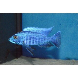 Sciaenochromis fryeri 4 - 5 cm