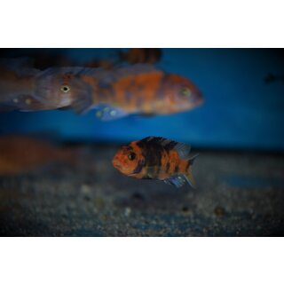 Metriaclima maylandia estherae rot/rot OB  3 - 4 cm