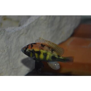 Haplochromis sp.Thick Skin CH 44   3 - 5 cm 1 Mnnchen nur noch verfgbar