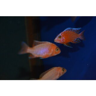 Aulonocara fire Fish  7 - 9 cm