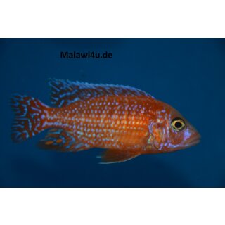 Aulonocara fire Fish  7 - 9 cm
