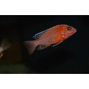 Aulonocara fire Fish  7 - 9 cm