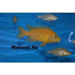 Aulonocara Mbable 5 - 6 cm