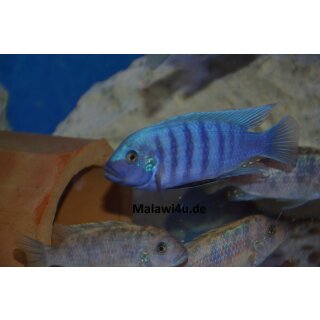 Metriaclima zebra dwarf Manda BB/OB 4,5 - 6 cm selten