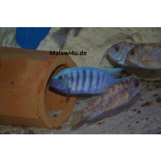 Metriaclima zebra dwarf Manda BB/OB 4,5 - 6 cm selten
