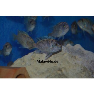 Metriaclima zebra dwarf Manda BB/OB 4,5 - 6 cm selten
