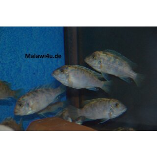 Metriaclima zebra dwarf Manda BB/OB 4,5 - 6 cm selten