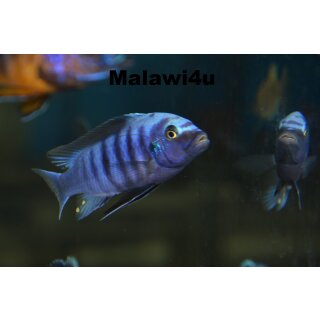Metriaclima zebra dwarf Manda BB/OB 4,5 - 6 cm selten