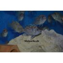 Metriaclima zebra dwarf Manda BB/OB 5 - 8 cm selten