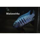 Metriaclima zebra dwarf Manda BB/OB 5 - 8 cm selten