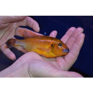 Pseudotropheus williamsi blue lips Makonde WFNZ 4  cm