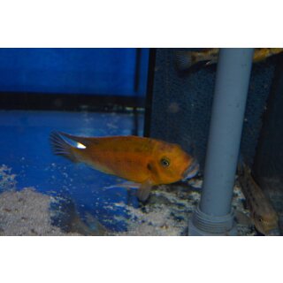 Pseudotropheus williamsi blue lips Makonde WFNZ 5 - 7 cm