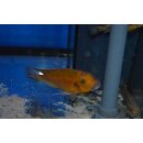 Pseudotropheus williamsi blue lips Makonde WFNZ 4  cm