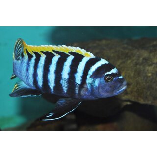 Cynotilapia zebronides Likoma Island Red Top 4 - 5 cm
