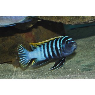 Cynotilapia zebronides Likoma Island Red Top 4 - 5 cm