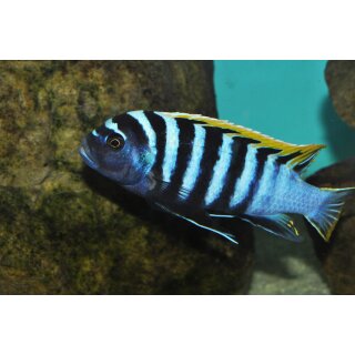 Cynotilapia zebronides Likoma Island Red Top 4 - 5 cm
