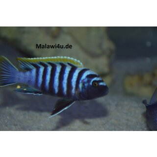 Cynotilapia zebronides Likoma Island Red Top 4 - 5 cm