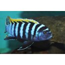 Cynotilapia zebronides Likoma Island Red Top 3 - 4 cm