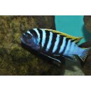 Cynotilapia zebronides Likoma Island Red Top 3 - 4 cm