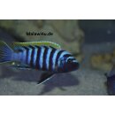 Cynotilapia zebronides Likoma Island Red Top 3 - 4 cm