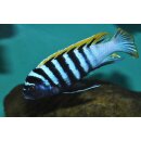 Cynotilapia zebronides Likoma Island Red Top 4 - 5 cm