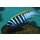 Cynotilapia zebronides Likoma Island Red Top 3 - 4 cm