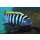 Cynotilapia zebronides Likoma Island Red Top 3 - 4 cm