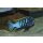 Cynotilapia zebronides Likoma Island Red Top 3 - 4 cm