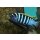Cynotilapia zebronides Likoma Island Red Top 3 - 4 cm